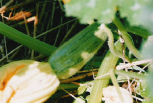 zucchiniafterthebloom.jpg