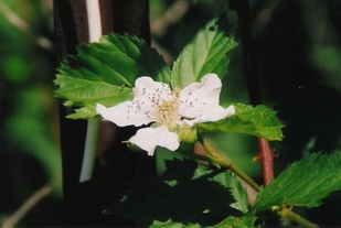 blackberryblossom.jpg