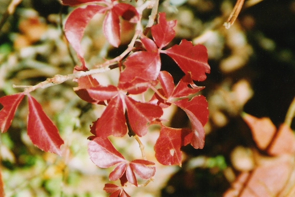 poisonoak.jpg