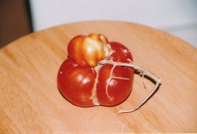 siamesetomato.jpg