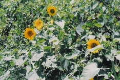 sunflowerpatch.jpg