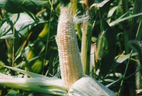 sweetcorn.jpg